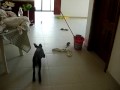 videos de Bowser Fetch 2
