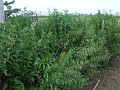 Un Zunzún capturado por mi cámara