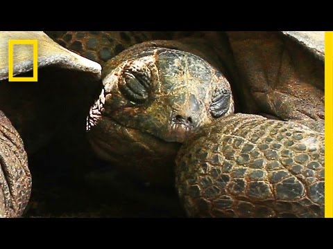 YouTube reptile video