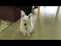 Max - Cute Westie Max - Cute Westie