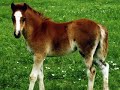 Tribute to Welsh Ponies Tribute to Welsh Ponies