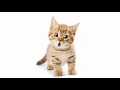 cat staffvideo