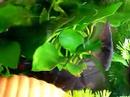 BETTA (PLAKAT copulation; mating.)の交尾 NO.3 BETTA (PLAKAT copulation; mating.)の交尾 NO.3
