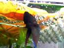BETTA (PLAKAT copulation; mating.)??? NO.3 BETTA (PLAKAT copulation; mating.)??? NO.3