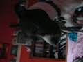 charlie mooing charlie mooing