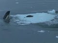 シャチが海面上に頭を出し�...
