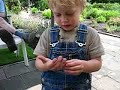 Lieveheersbeestje