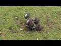 RC Monster truck HPI Savage
