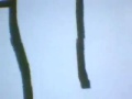 Billy the Kid Bloopers Billy the Kid Bloopers