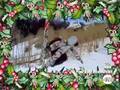 Studio411 Holiday Ski