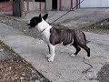 Astrobull Draconian Times Astrobull Draconian Times