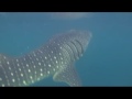 Gentle Giants of Djibouti 2