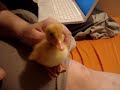 [danimo17] plays with a baby duck!