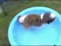 McKenzie_pup_pool