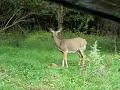 bow hunting