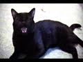 Wake Up Kitty - Talking Kitty 12.5