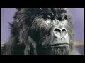 Gorilla: Eclipse of the Heart Remix (Now an Official Cadbury advert)