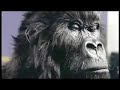 Cadbury Gorilla: Eclipse of the Heart Remix