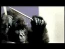Cadbury Gorilla: Eclipse of the Heart Remix