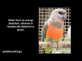 Priam Psittaculture Centre Red-bellied Parrots (Poicephalus rufiventris) priam.com.au