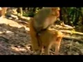 سكس حيوانات.3gp