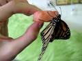 Monarch Butterfly Feeding