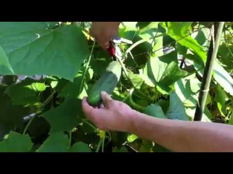 how to harvest cucumbers