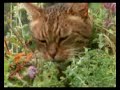 Gatos - Nepeta Cataria (yerba pa los gatos)