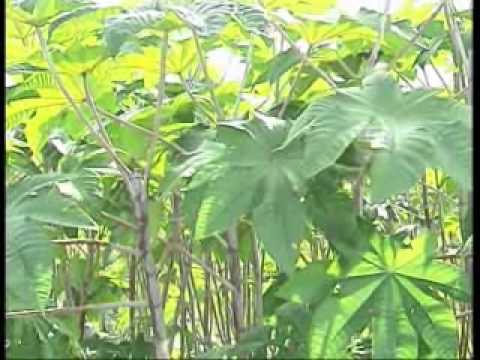 castor beans