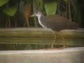 White-breasted Waterhen White-breasted Waterhen