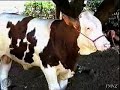 raza simmental
