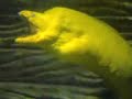 The Moray Eel - Evil incarnate The Moray Eel - Evil incarnate