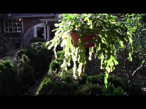 how to fertilize a christmas cactus