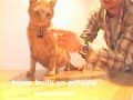 Uses for cats