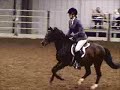 Fire Hawk - Conformation Hunter