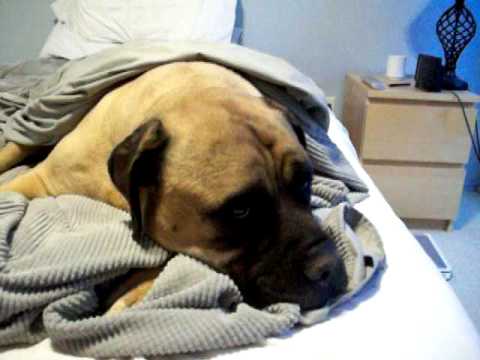 bullmastiff