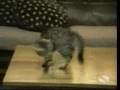 Blöde Katzen^^