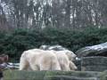 Hungry polar bear cubs, Zoo Vienna