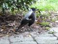 videos de Baby Australian Magpie