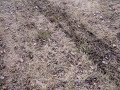 Yamaha Apex vs.Arctic Cat F-8 vs.ZR 925 sod drag Yamaha Apex vs.Arctic Cat F-8 vs.ZR 925 sod drag