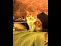 My Cute Kitten Trying To Stay Awake
