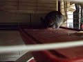 Funny Pet Video