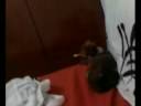 Deu a louca na cachorra - Leleka Deu a louca na cachorra - Leleka