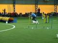 videos de Agility 15.11.2008 - Zira, Tiko & Lucien