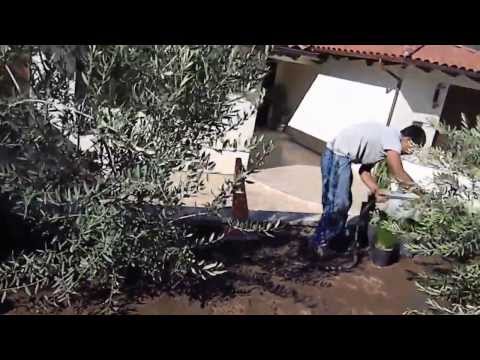 how to grow olive trees