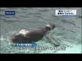脱走ペンギン