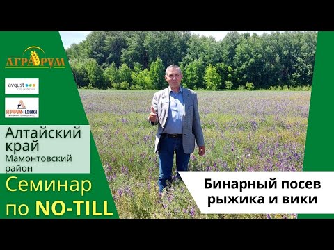 Бинарный посев рыжика и озимой вики в Алтайском крае