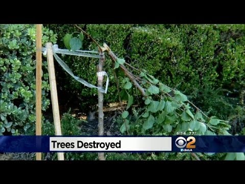 how to replant uprooted tree