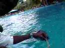 My Interaction with Dolphins I