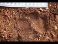 videos de Anadolu Leopari